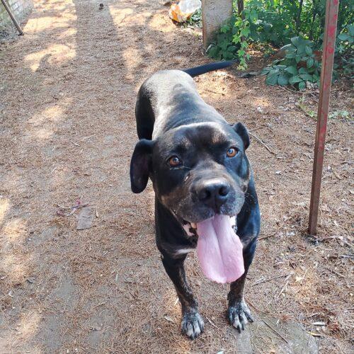 Igor - 9 Anni (Nato Ad Agosto 2016)  - Razza: Corso  - Taglia: Grande  - Carattere: Buono, Socievole, Docile